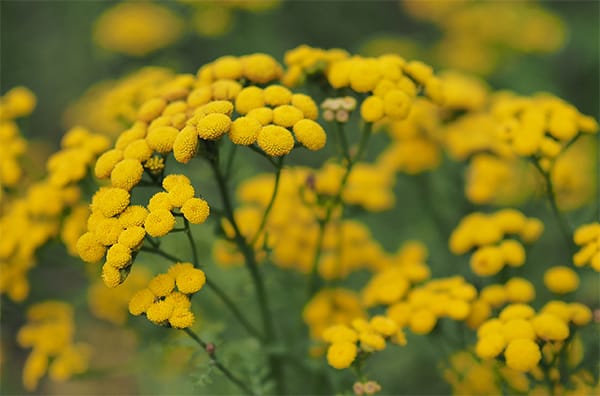Tanacetum annuum