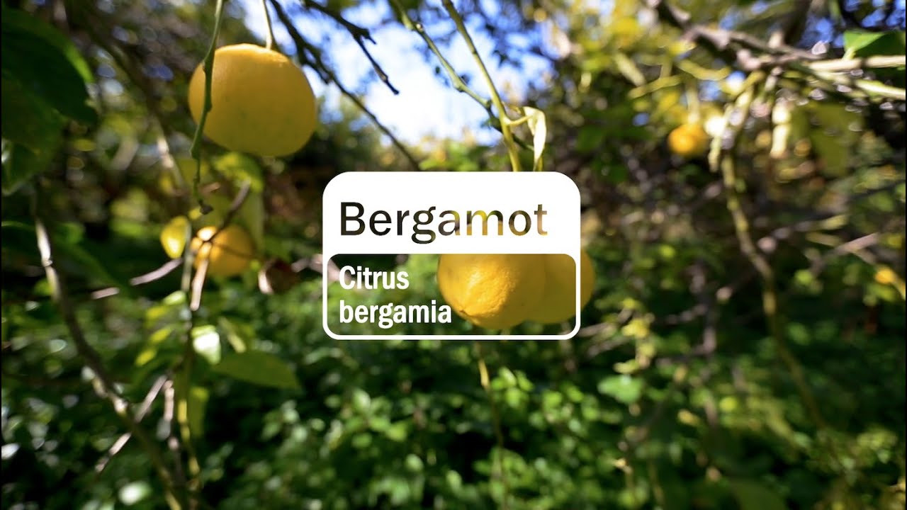Bergamot Essential Oil | doTERRA Behind the Bottle: Episode 12