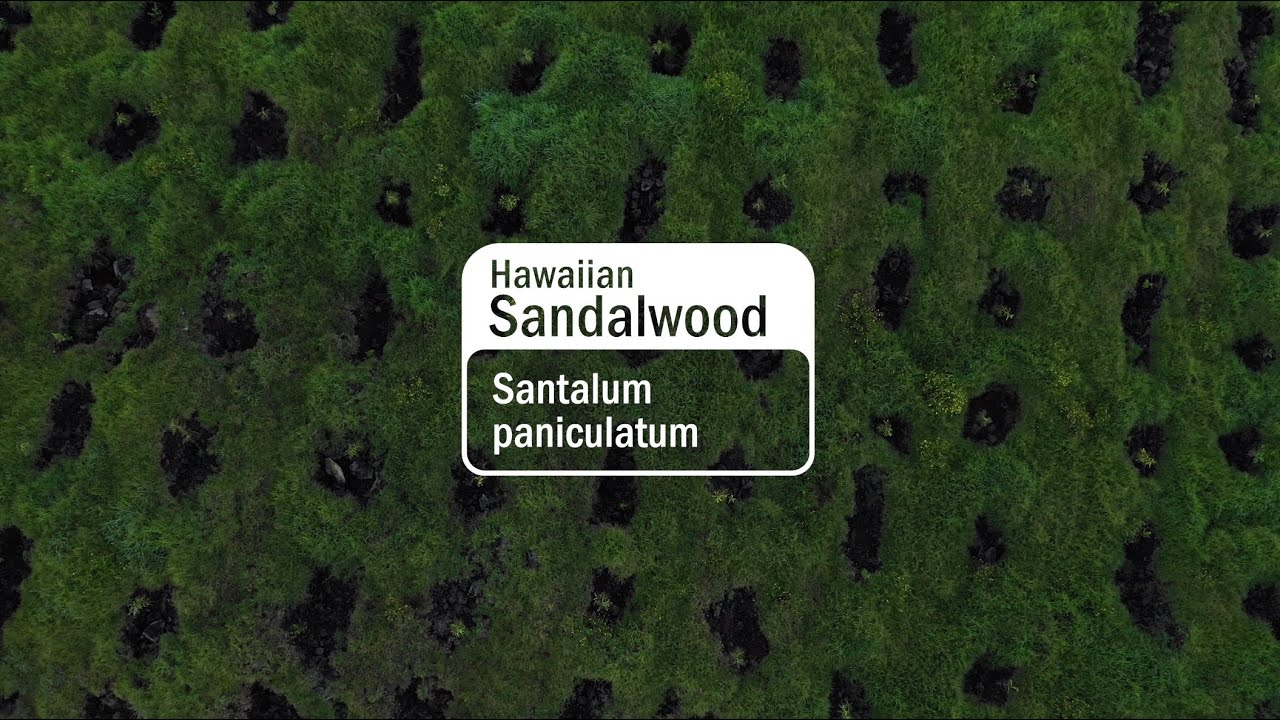 Behind The Bottle | Hawaiian Sandalwood
