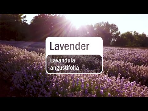 doTERRA Lavender Essential Oil (Translated Subtitles)
