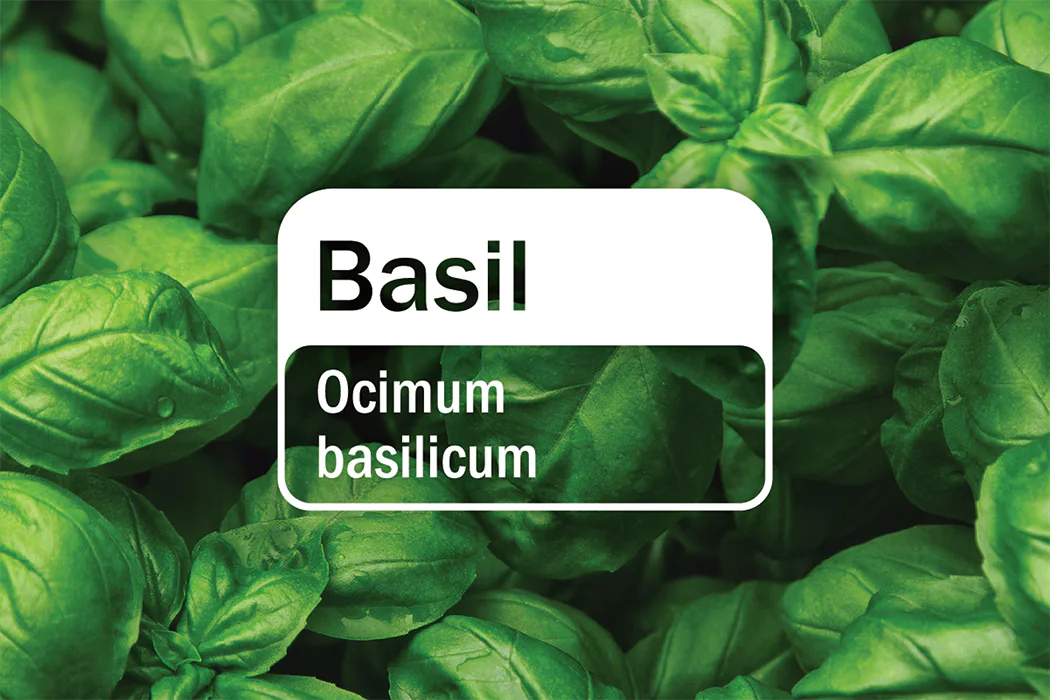 Ocimum basilicum